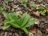 Clintonia udensis. Цветущие растения в сообществе с цветущей Waldsteinia maximowicziana. Хабаровский край, окр. г. Комсомольск-на-Амуре, лиственный лес. 19.05.2026.