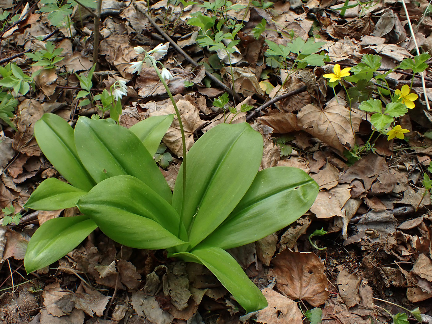 Изображение особи Clintonia udensis.