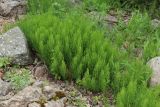 Equisetum arvense. Заросль. Ленинградская обл., Ломоносовский р-н, окр. Шепелёвского маяка; п-ов Каравалдай, южная оконечность, берег Финского залива, каменисто-песчаная подошва берегового вала, опушка рощицы Alnus glutinosa. 12.06.2026.