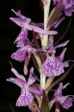 Dactylorhiza urvilleana. Часть соцветия. Краснодарский край, г/о Новороссийск, Раевский с/о, окр. станицы Раевская, пойма притока р. Маскага, 56 м н.у.м., ясенево-кленово-грабовый лес. 23.05.2025.