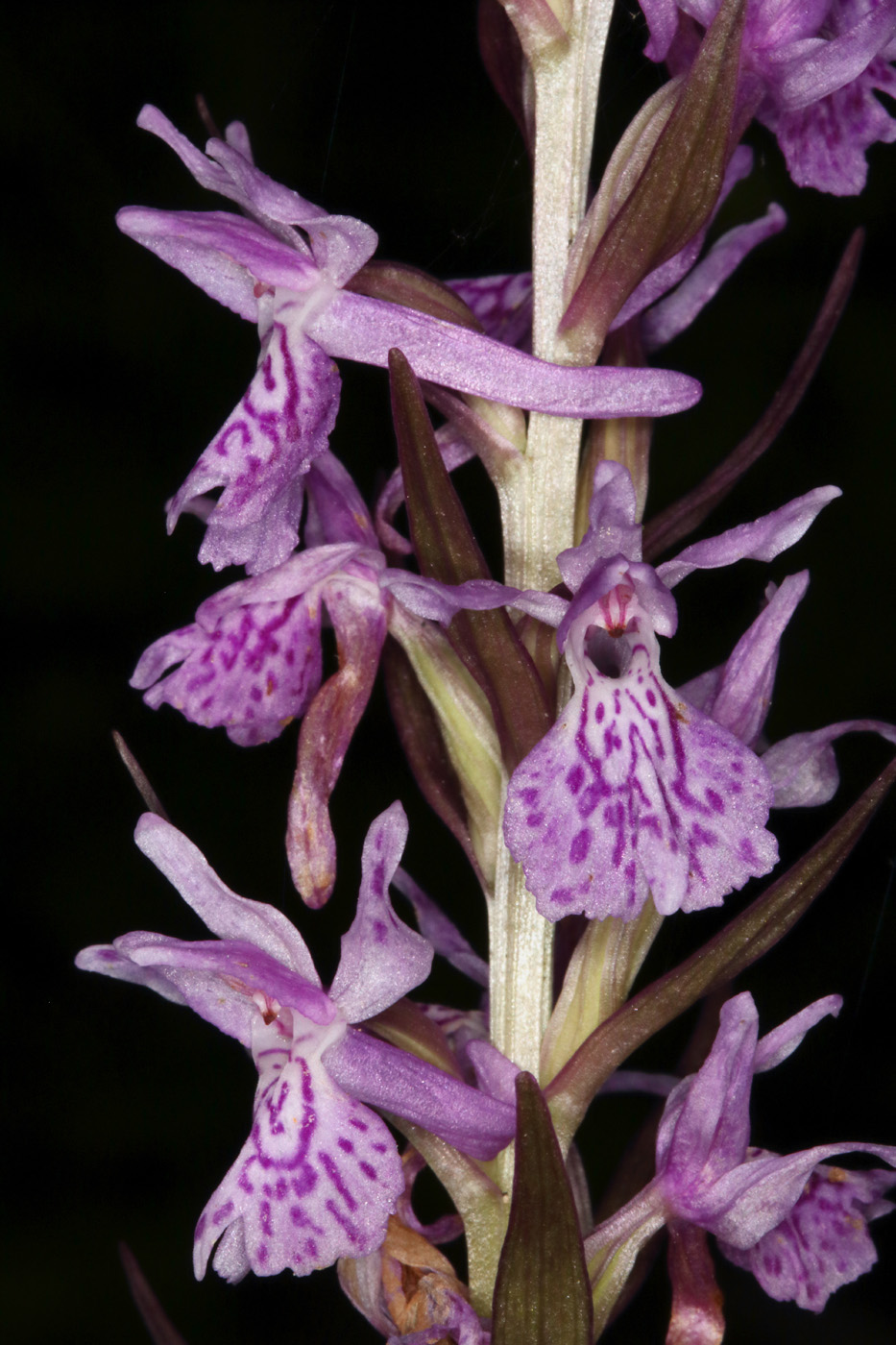 Изображение особи Dactylorhiza urvilleana.
