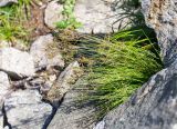 Festuca chionobia. Растение на каменной россыпи. Хабаровский край, р-н имени Лазо, массив горы Ко, вблизи седловины между горами Столовая и Ко, выс. ≈ 1760 м н.у.м. 02.08.2026.
