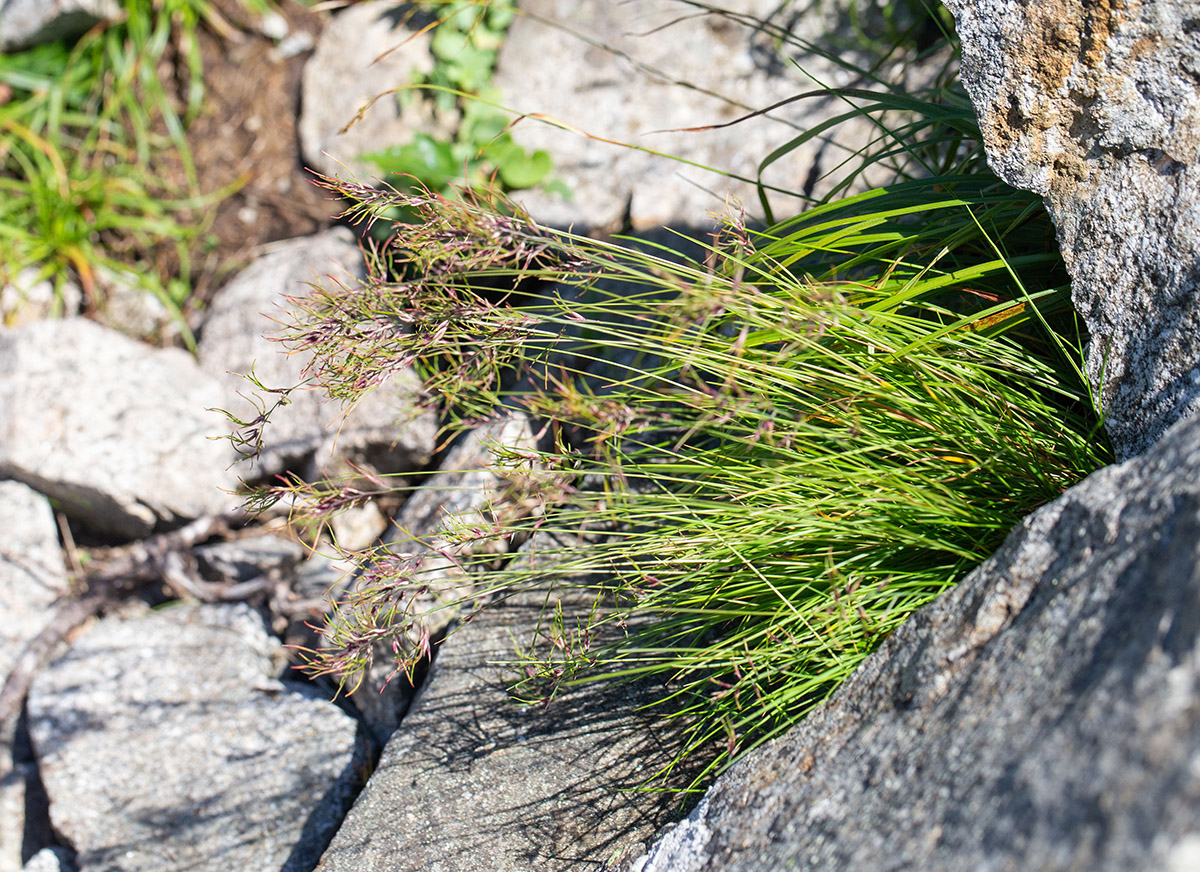 Image of Festuca chionobia specimen.
