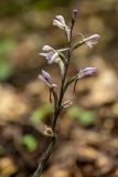 Limodorum abortivum
