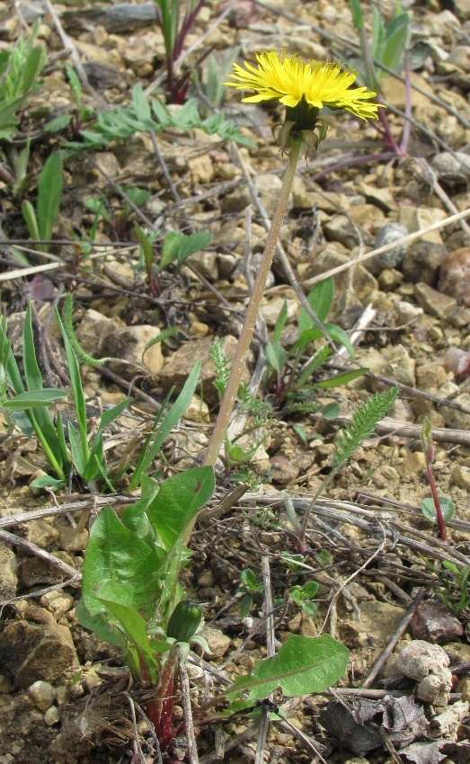 Изображение особи род Taraxacum.