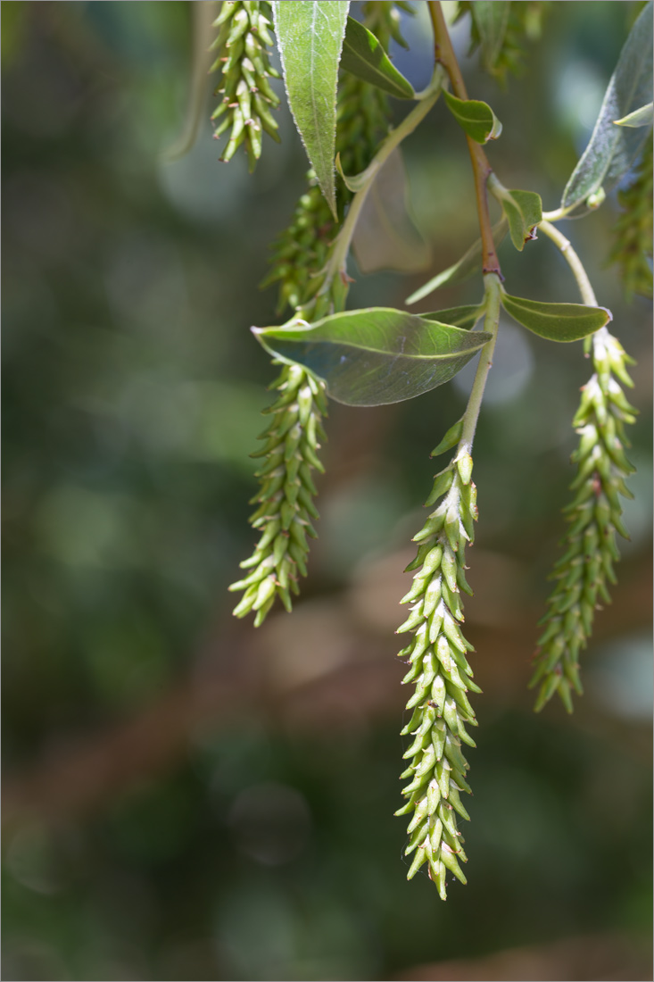 Изображение особи Salix alba.