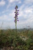 Campanula ruthenica. Цветущее растение. Краснодарский край, м/о г. Новороссийск, Маркотхский хр., Андреевский пер., петрофитная степь. 8 августа 2026 г.
