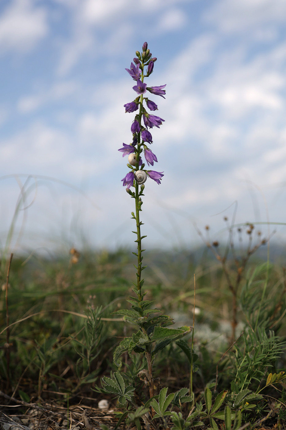 Image of Campanula ruthenica specimen.