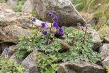 Delphinium caucasicum