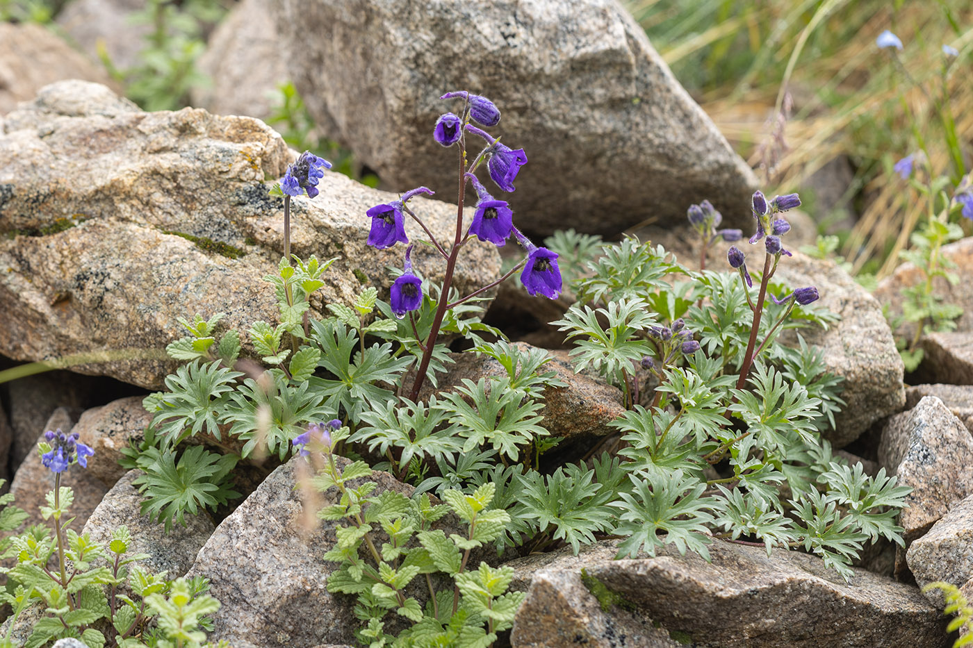 Image of Delphinium caucasicum specimen.