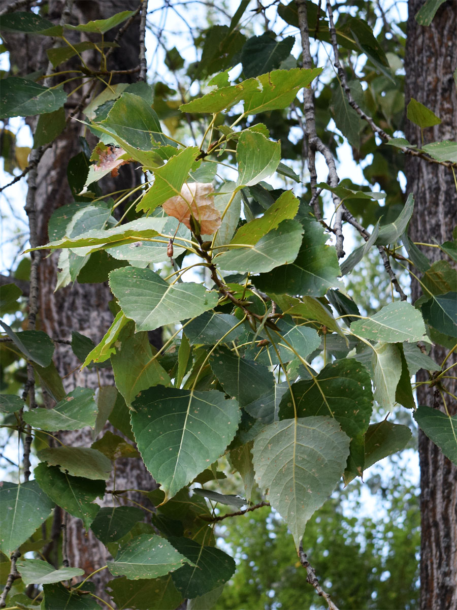 Image of genus Populus specimen.