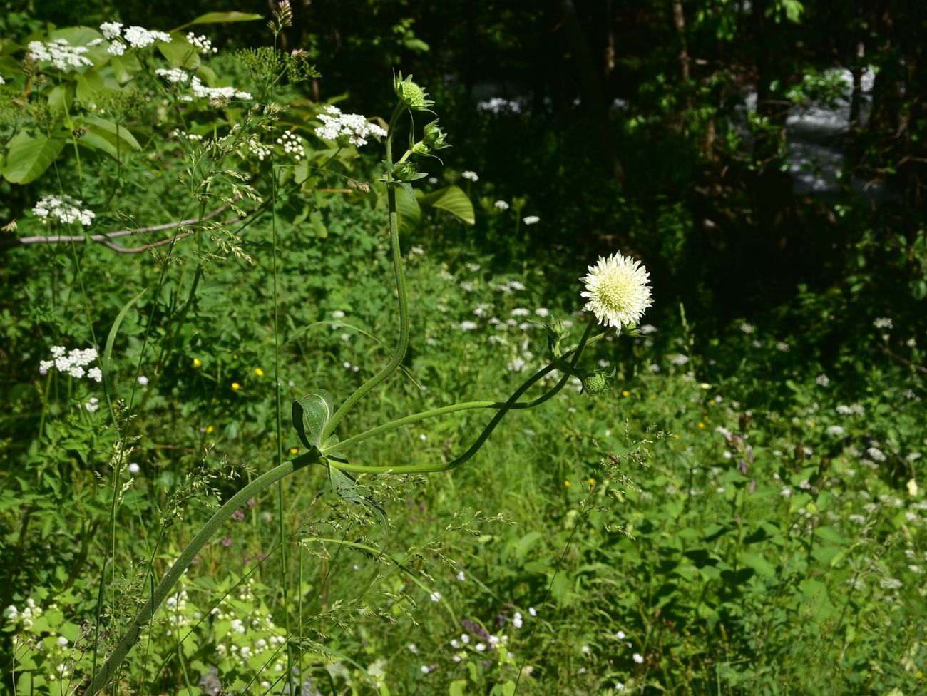 Image of familia Dipsacaceae specimen.