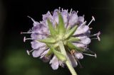 Succisa pratensis. Соцветие (вид со стороны обёртки). Санкт-Петербург, Ботанический сад Петра Великого, участок географического р-нирования. 27.08.2026.