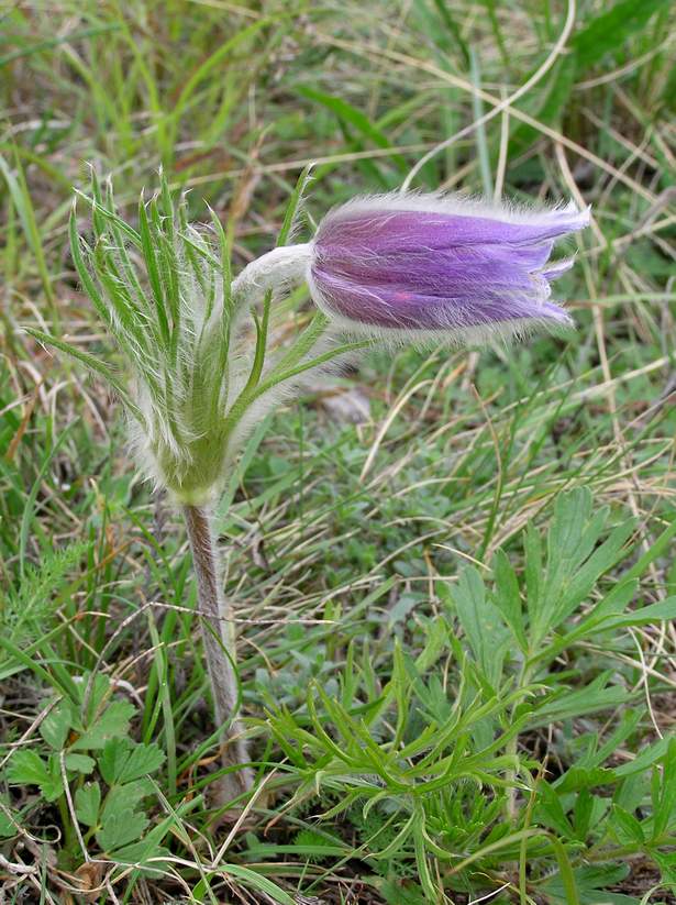 Image of Pulsatilla montana specimen.