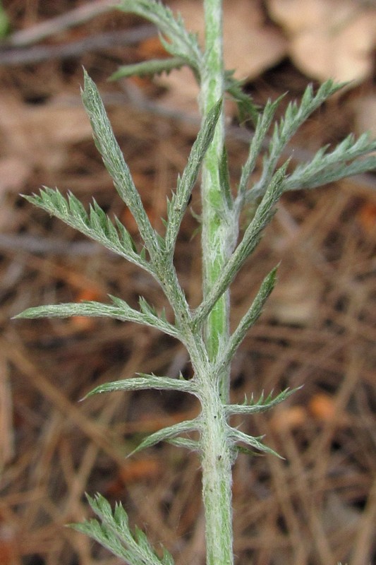 Image of Anthemis tinctoria specimen.