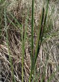 Carex aquatilis