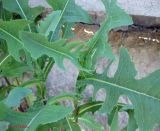 Lactuca serriola