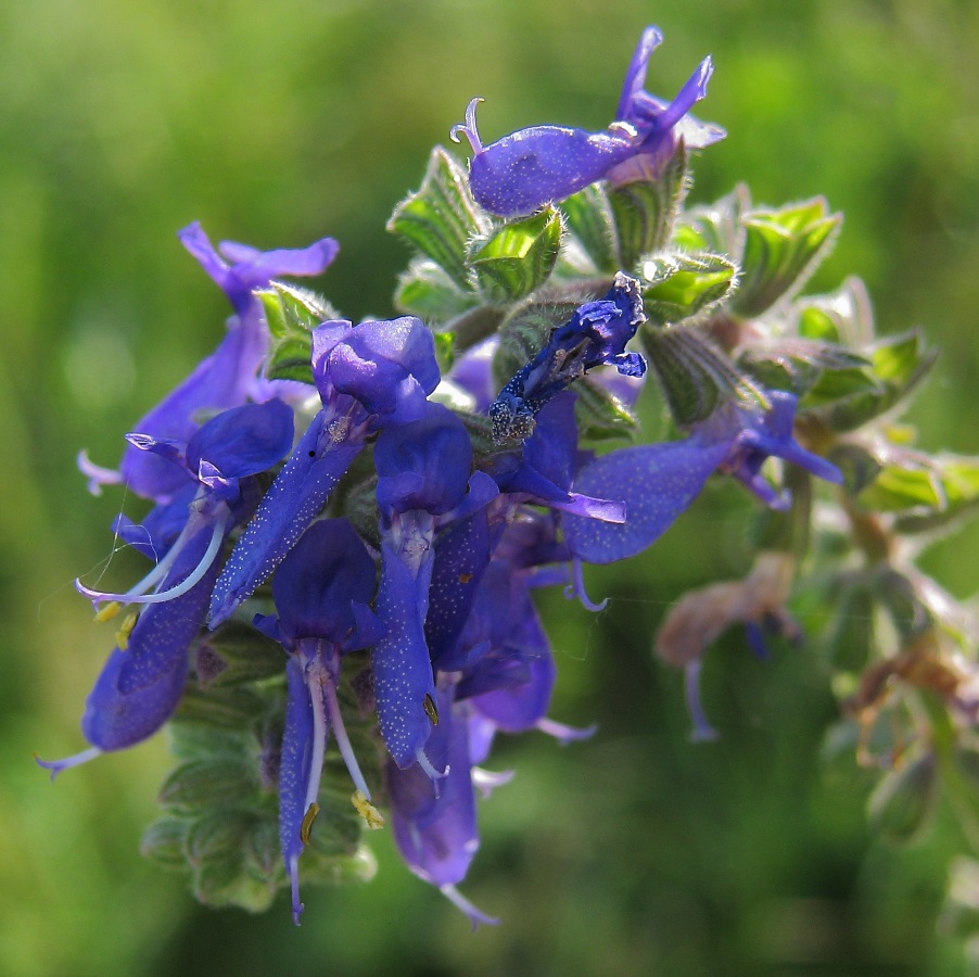 Image of Salvia nutans specimen.