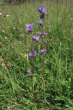 Campanula glomerata