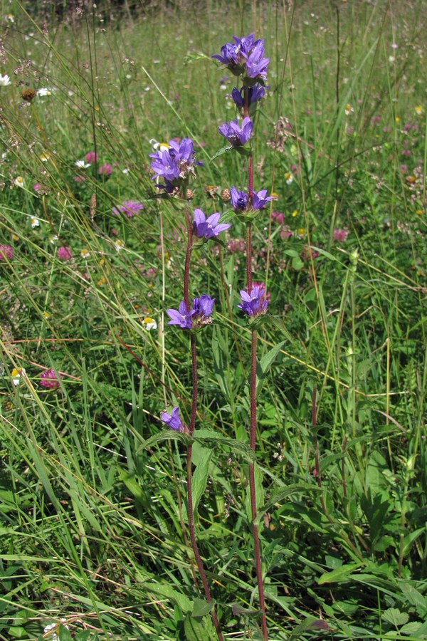 Image of Campanula glomerata specimen.