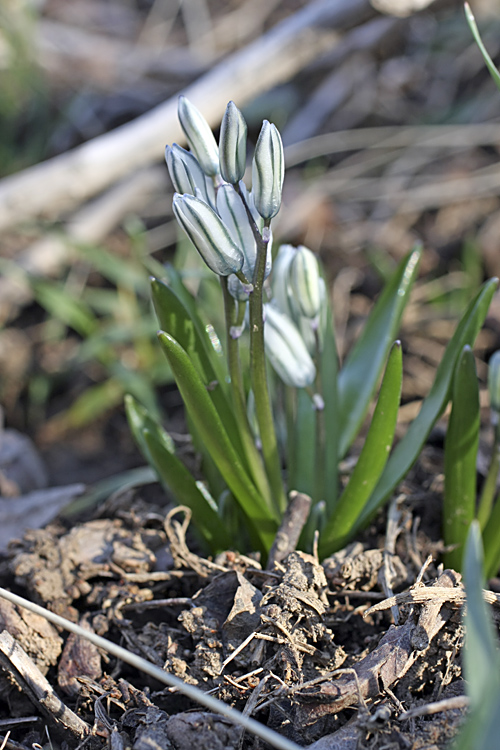 Изображение особи Scilla puschkinioides.