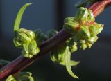 Beta vulgaris. Часть соплодия. Татарстан, г. Бавлы, огород. 03.08.2011.