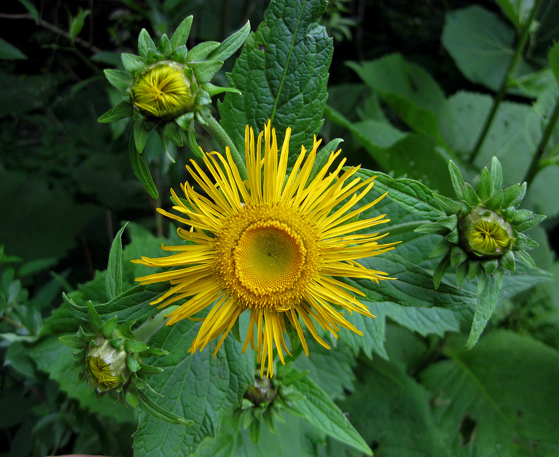 Изображение особи Telekia speciosa.