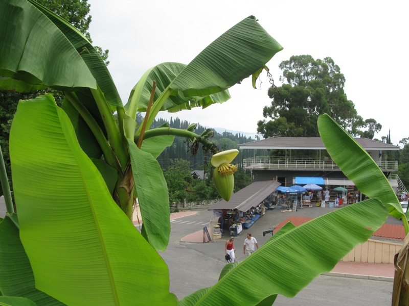 Image of Musa basjoo specimen.