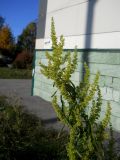 Rumex crispus