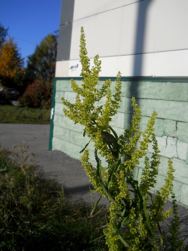 Изображение особи Rumex crispus.