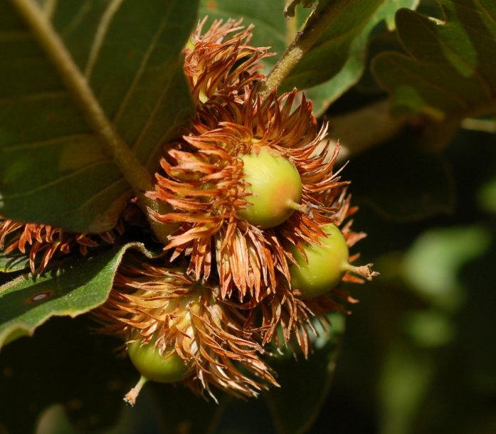 Изображение особи Quercus dentata.