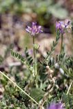 Astragalus sesamoides. Верхушка цветущего растения. Таджикистан, предгорья Гиссарского хр., Северные холмы. 02.05.2011.