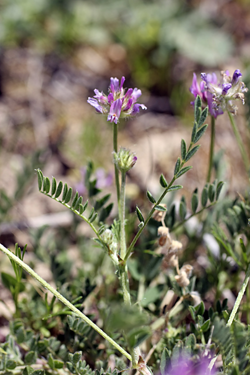 Image of Astragalus sesamoides specimen.