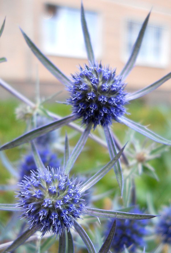 Изображение особи Eryngium planum.