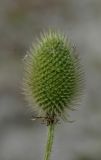 Dipsacus gmelinii