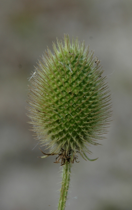 Image of Dipsacus gmelinii specimen.