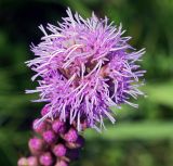 Liatris spicata