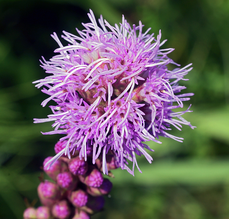 Image of Liatris spicata specimen.