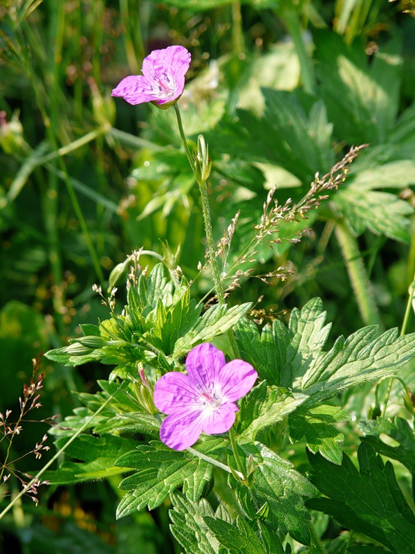 Image of Geranium palustre specimen.