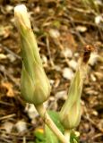 Steptorhamphus linczevskii. Нераскрывшиеся соплодия. Копетдаг, Чули. Конец мая 2011 г.