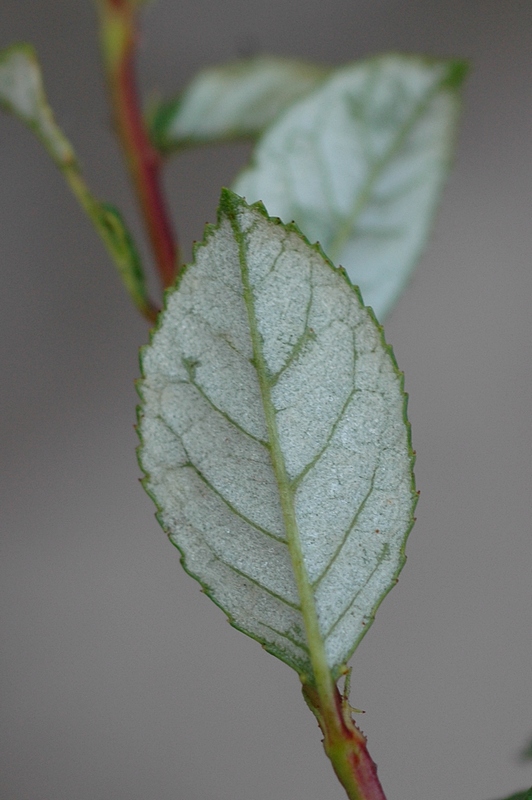 Image of Cerasus erythrocarpa specimen.