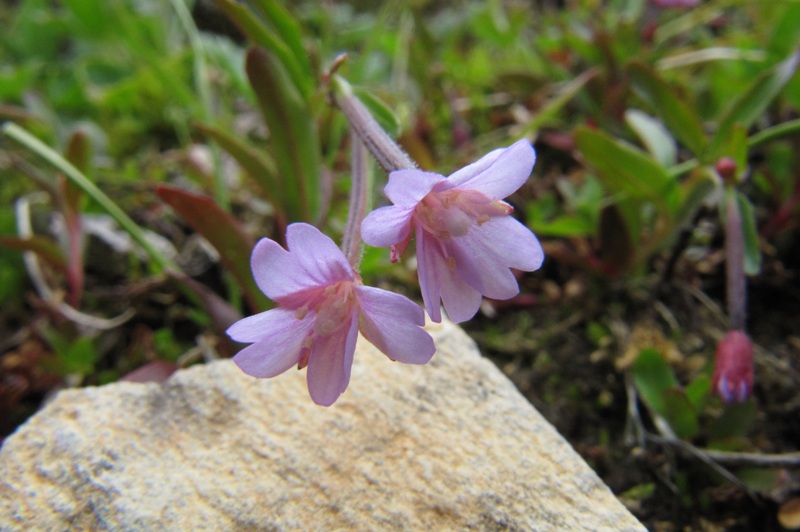 Image of Epilobium anagallidifolium specimen.