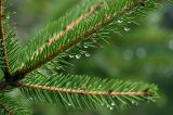 Picea abies. Побеги. Московская обл., Раменский р-н, окр. дер. Хрипань, смешанный лес. 04.08.2008.