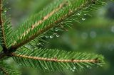 Picea abies