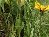 Tragopogon reticulatus