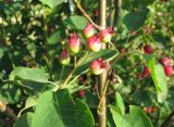 genus Amelanchier. Соплодие. Ярославская обл., Переславский р-н, окр. с. Копнино, пойма р. Нерль. 08.07.2011.