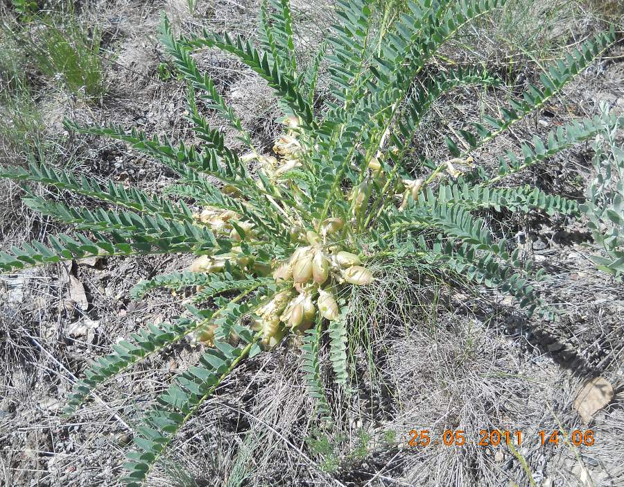 Изображение особи Astragalus wolgensis.