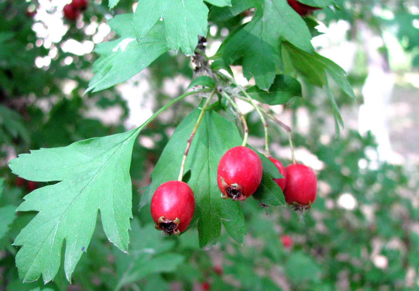 Image of Crataegus monogyna specimen.