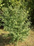 Crataegus rhipidophylla. Взрослое растение в пойме реки. Курская обл., Железногорский р-н, берег р. Мицень. 15 августа 2007 г.