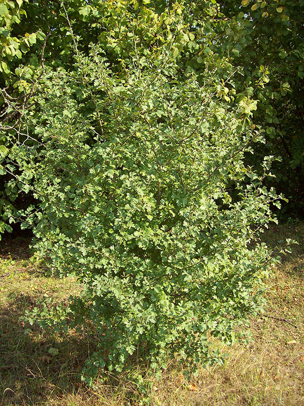 Image of Crataegus rhipidophylla specimen.